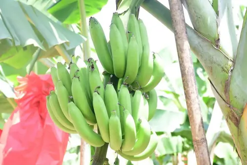Elevating 'Honey Banana': Building Sustainable Community Income