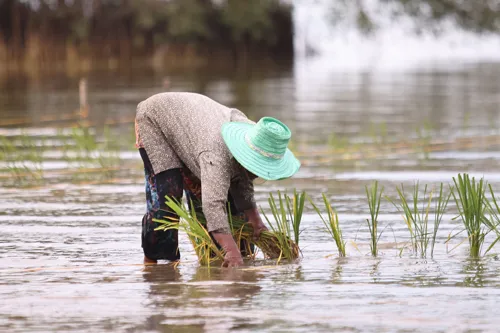 Farmers Request 2,000 Baht Per Rai Subsidy for Wet-Season Rice; Deputy PM to Complete Super El Niño Preparedness Plan