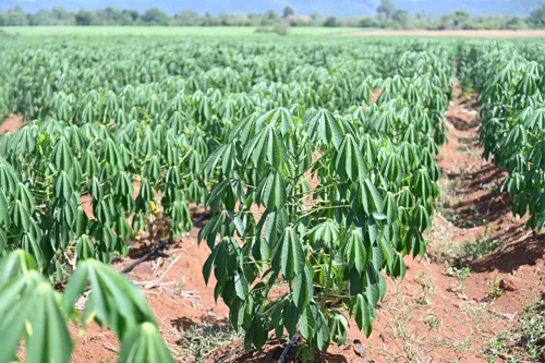 Resolving Thailand's Cassava Crisis: Levy on Imports to Fund Breeding Research Fund