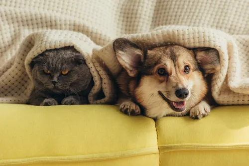 The '100-Billion-Baht Pet Economy': When Pet Care Becomes a Business Opportunity