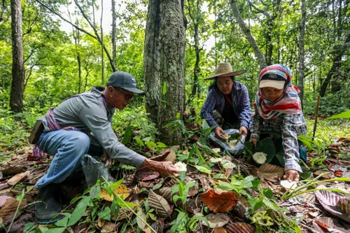 Mae Jo University, Chulalongkorn University and Singha Volunteers Unite to Restore Forest Fire-Damaged Areas; 85% Tree Survival Rate Over 5 Years