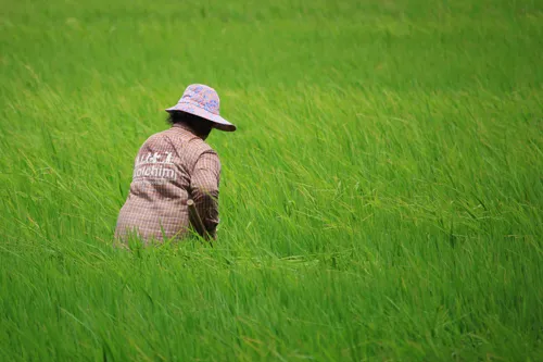 Bureau of Rice Mill Operations Accelerates New Round of Farmer Support to Cut Costs and Boost Yields, Targets 11.5 Million Tonnes of Rice