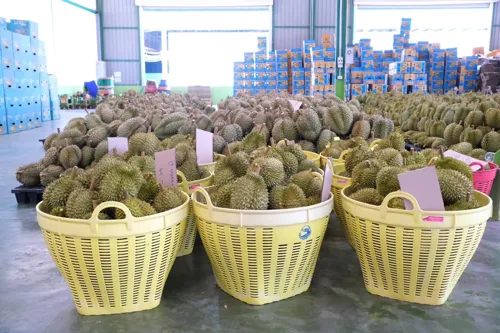 Durian Tops FTA Tariff Benefits; H1 Agri-Food Exports Reach $13.1 Billion