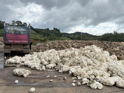 Thai Rubber Authority Cracks Down on White Powder Additives Contaminating Rubber Cup Coagulum, Worried About Impact on Thai Rubber Quality