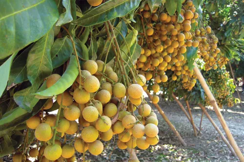 Eastern Longans Face Major Challenge in 2025/26: China Tightens Import Controls and Depresses Orchard-Gate Prices
