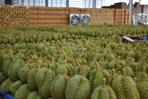 Chinese durian lovers rejoice as new rail routes bring supply surge and lower prices