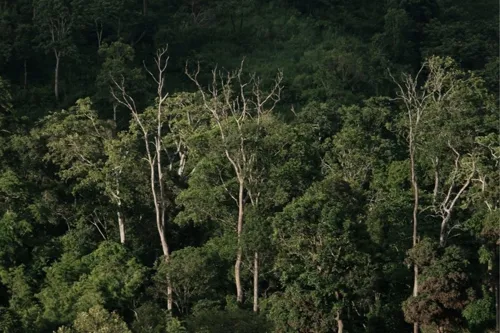 Cabinet Prepares to Revise Forest Area Utilization Rules, Expanding Permitted Activities from 10 to 16 Categories