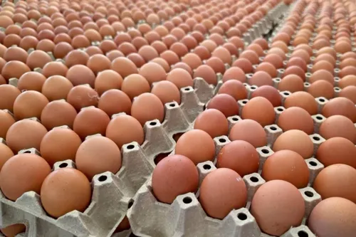 Commerce Ministry Inspects Nakhon Ratchasima Eggs; Denies Shortage, Debunks Export Rumor