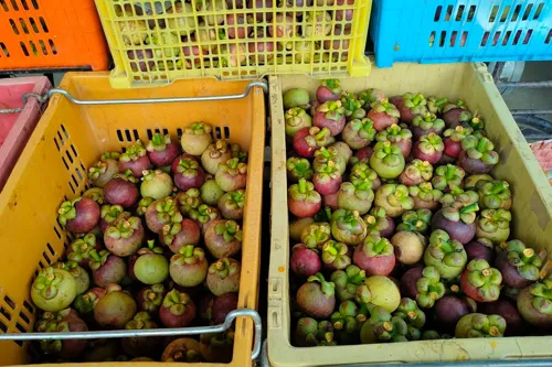 Large-Scale Mangosteen Farm in Koh Khand: Agricultural Product Value-Addition Model