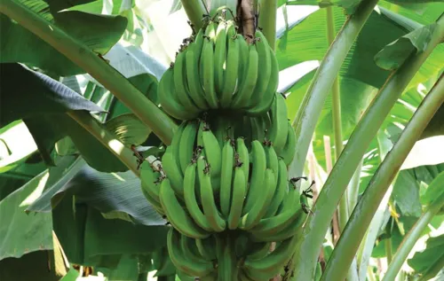 Golden Banana Boom in Southern Thailand: Modern Trade Retailers Compete, Farm-Gate Prices Surge