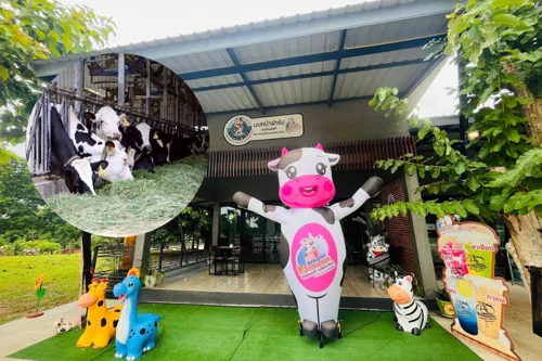 Local Dairy Cooperatives Challenge Major Brands with "CanMilk-Ironhat Dairy Milk" 100% Pure Cow Milk