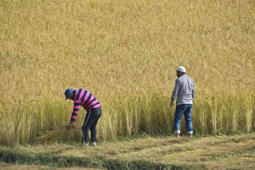 India Shifts Export Strategy to Shake Global Rice Market in 2027