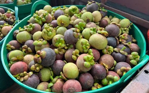 Southern Thailand Mangosteen Season Opens in 2026: Prices Remain Strong, Output Expected to Exceed 130,000 Tonnes