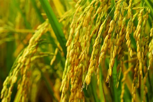 Thailand Accelerates Rice Exports to China to Hit Annual Export Target Amid El Niño Supply Chain Disruptions Driving Price Surge