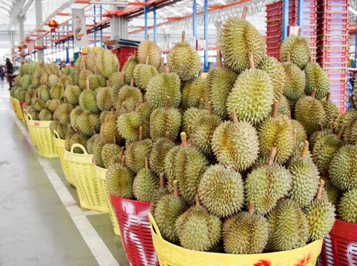 Thai Durian Exports to China Surge to 1.005 Million Tonnes in Seven Months, Worth 124.7 Billion Baht