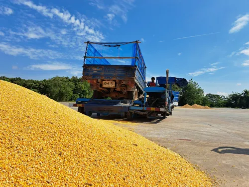 Feed Corn Enters High Season; Commerce Ministry Instructs Factories to Maintain Purchases at Fair Prices After Chicago Market Slides