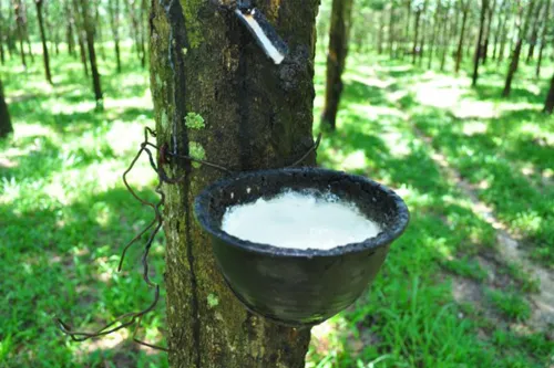 Rubber Sector Alert: Minister Orders Crackdown on Illegal Chemicals and Adulteration in Raw Materials to Maintain Standards
