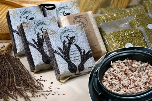 Isan Cooperative Develops "Dok Hong and Phnom Naka" Fragrant Rice from Indigenous Strain to Value-Added Product