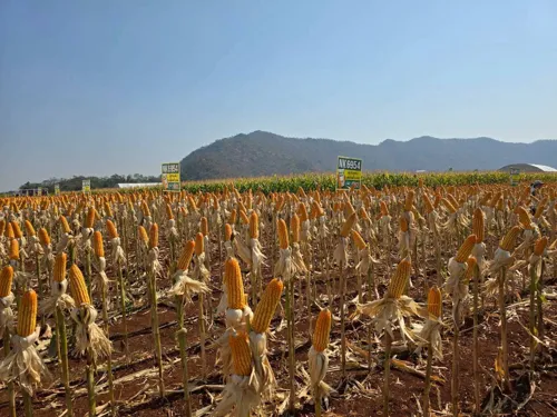 Livestock Federation Proposes Commerce Ministry Reform of Corn Supply Structure Over Cost Concerns Threatening 200+ Billion Baht Export Sector