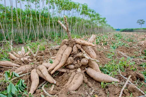Cassava Disease Outbreak in Northern and Northeastern Thailand Reduces Per-Rai Yield
