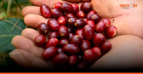 Thailand's Specialty Coffee Market Grows: From Cafe Hopping to Coffee Tourism