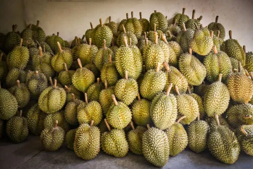 Southern Durian in Final Stretch: Commerce Ministry Pushes to Absorb 300,000 Tonnes After Exports Exceed 1.27 Trillion Baht