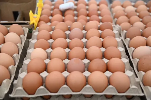 Chicken Eggs Rise to 4 Baht per Egg; Commerce Ministry to Sell 10% Below Market across 3.42 Million Eggs Nationwide
