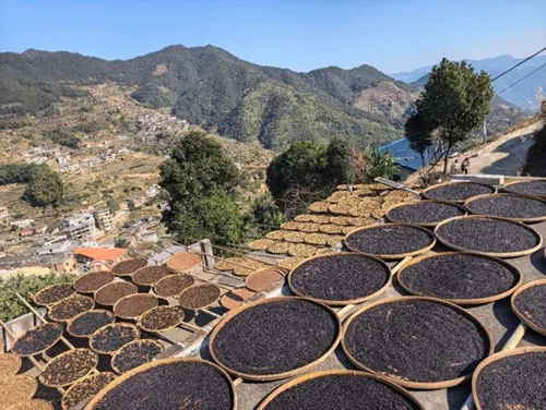 Young Generation Returns to Hometown, Preserves Ancient Wisdom, Transforms Turmeric into Premium Community Product in Phujia