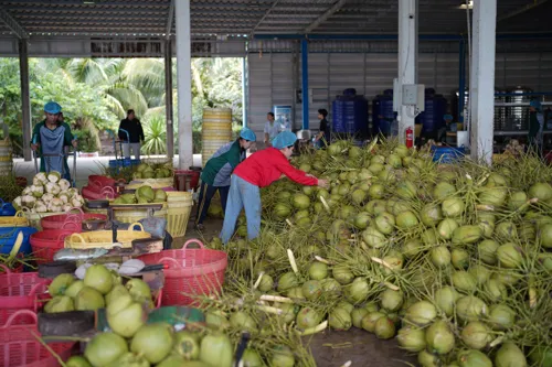 Commerce Ministry Drives "Aromatic Coconut Community Enterprises" Network Across 12 Sites Using Harmony Model to Link Production