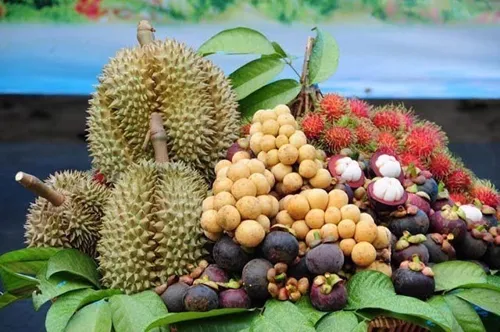 Thailand's 2026 Fruits: Agriculture Ministry Controls Quality, Market, and Standards to Push Southern Fruit Exports, Opens Chilean Market