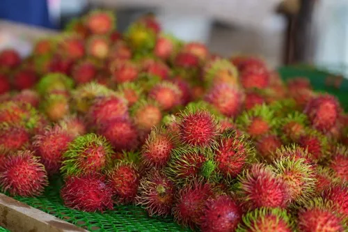 School Rambutan with GI Status in Surat Thani: Cooperative Develops Market Distribution Network