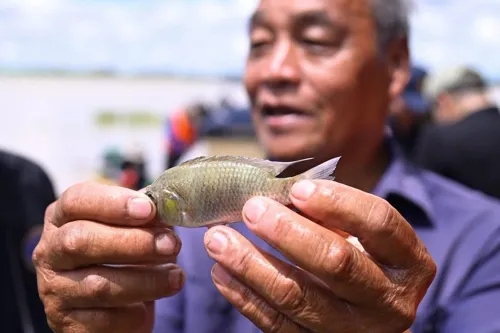 Over 100 Found! Task Force "Find-Report-Catch" Deployed to Eliminate Black-Chin Tilapia at Lam Pao Dam