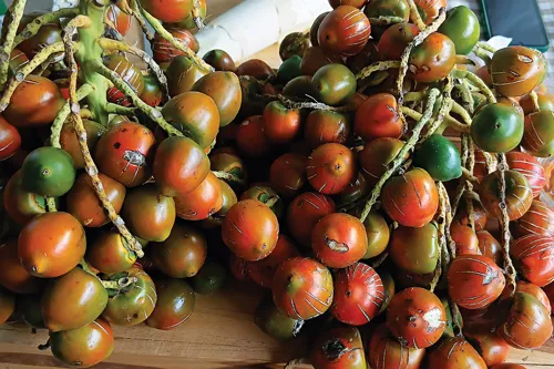 Champhoo Credit Union Concept: Supporting Longan Farmers Transition to Peach Palm Cultivation